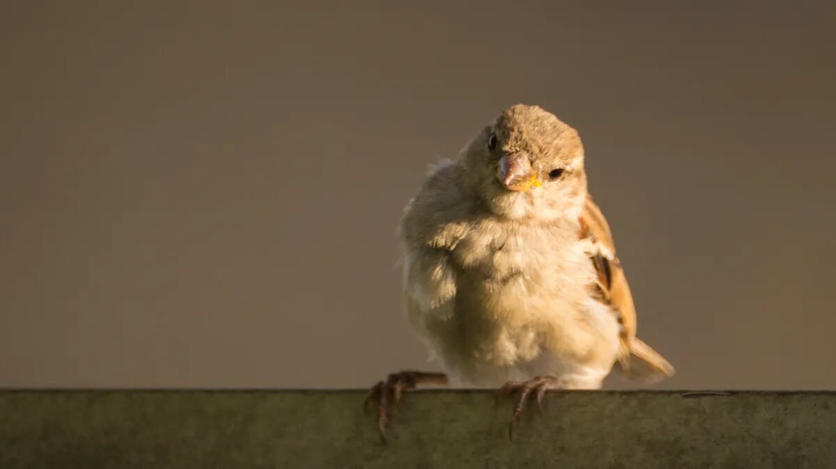 Воробьи делятся на два вида: домовые и полевые. Фото: Pxfuel.com