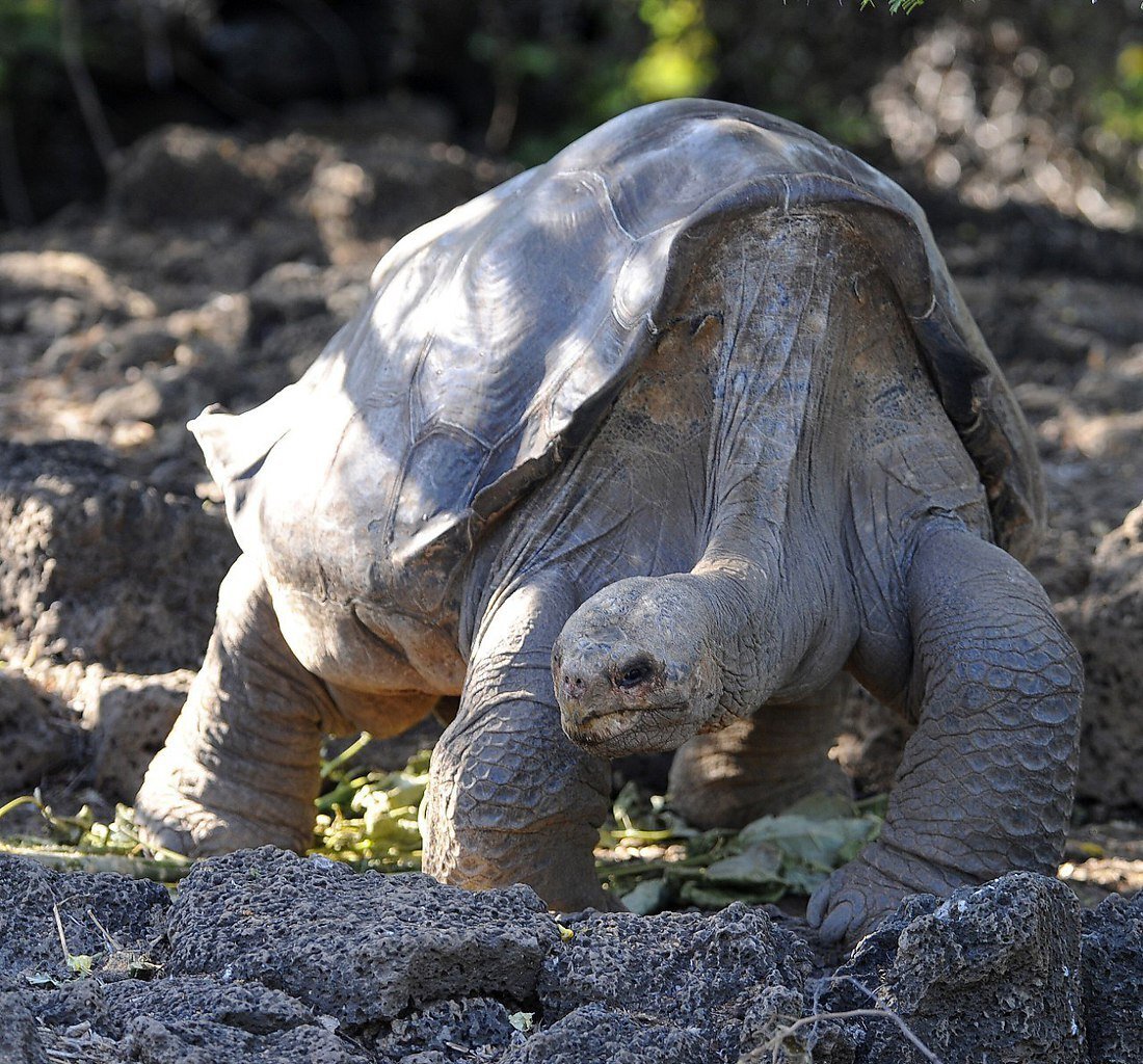 Абингдонские слоновые черепахи. Абингдонская слоновая черепаха. Галапагосская черепаха Джордж. Абингдонская слоновая черепаха одинокий Джордж. Гигантские черепахи с Галапагосских островов.