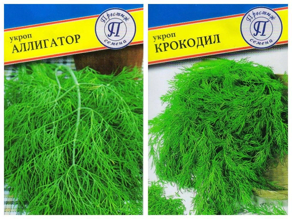 Укроп: какой сорт выбрать для зелени, а какой для консервации?
