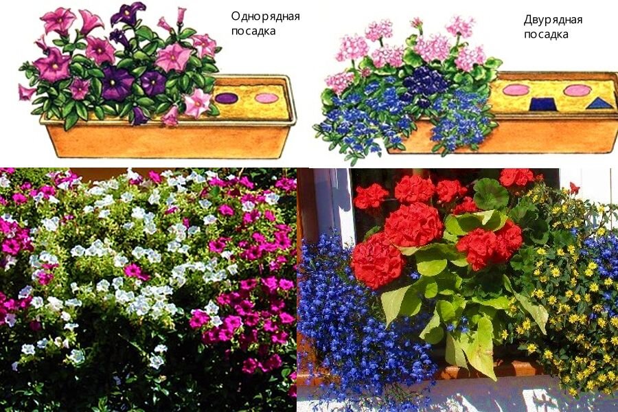 Балконные цветы — названия, особенности ухода и выращивания