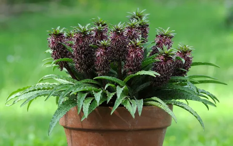 Эукомис, фото из интернет