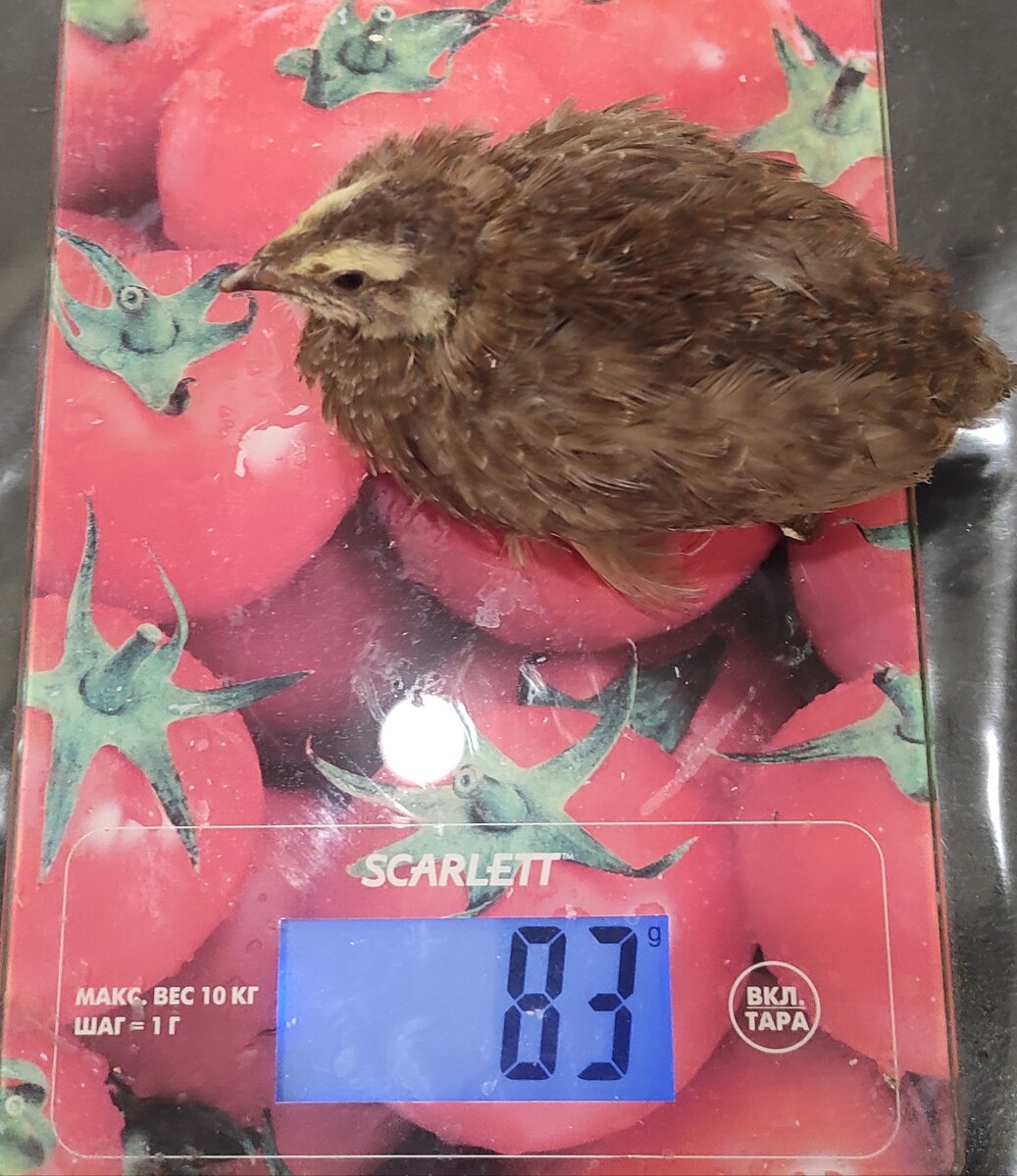 Вес перепёлки 83 грамма