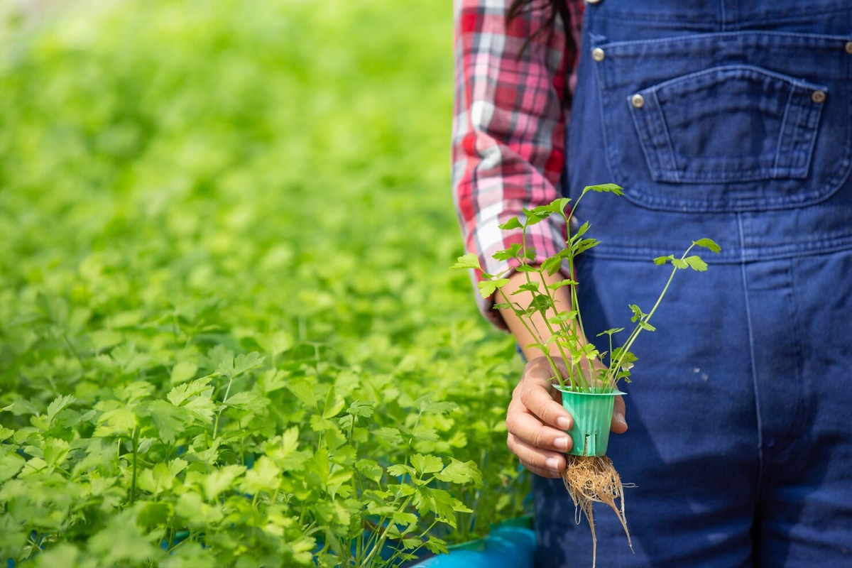 Гидропоника фото Healthy Garden