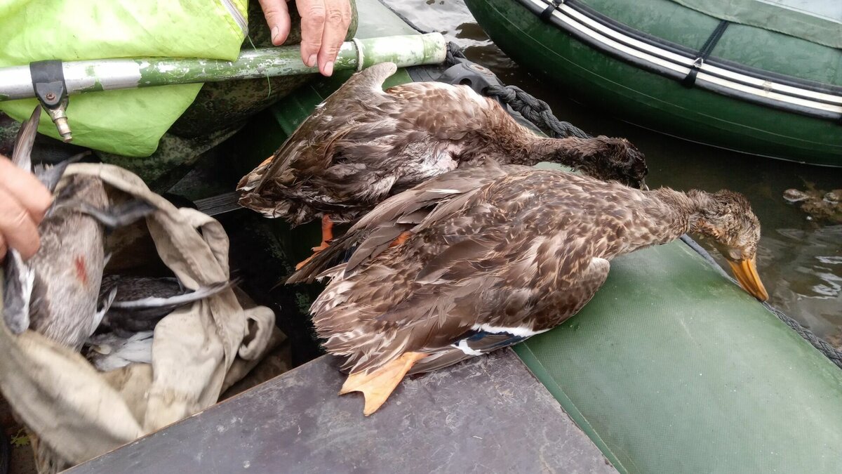     О запрете на охоту в весенний период сообщили в Минприроды Ставрополья.