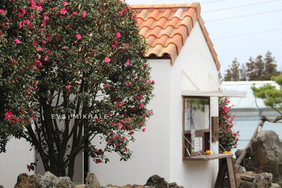 Camellia forest. Photo by evg_mikhale