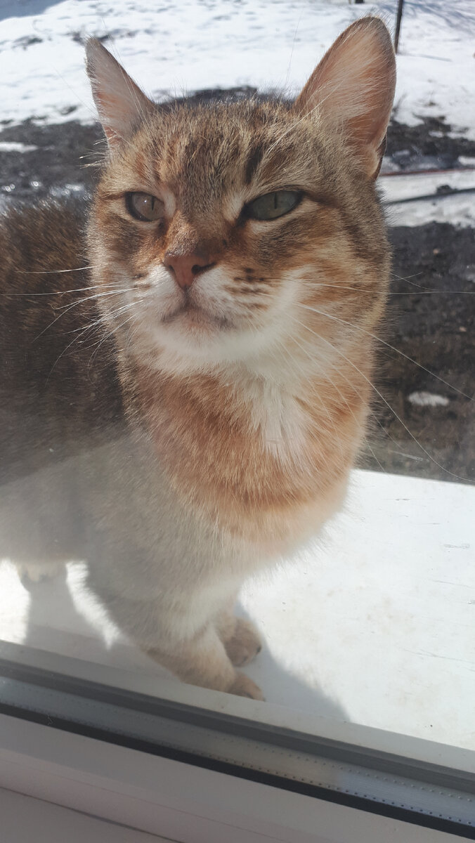 Маркиза просится в дом