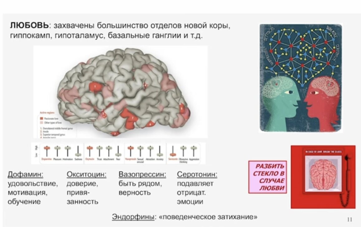 Песня любовь мозги. Мозг и любовь. Сердце против мозга любовь.