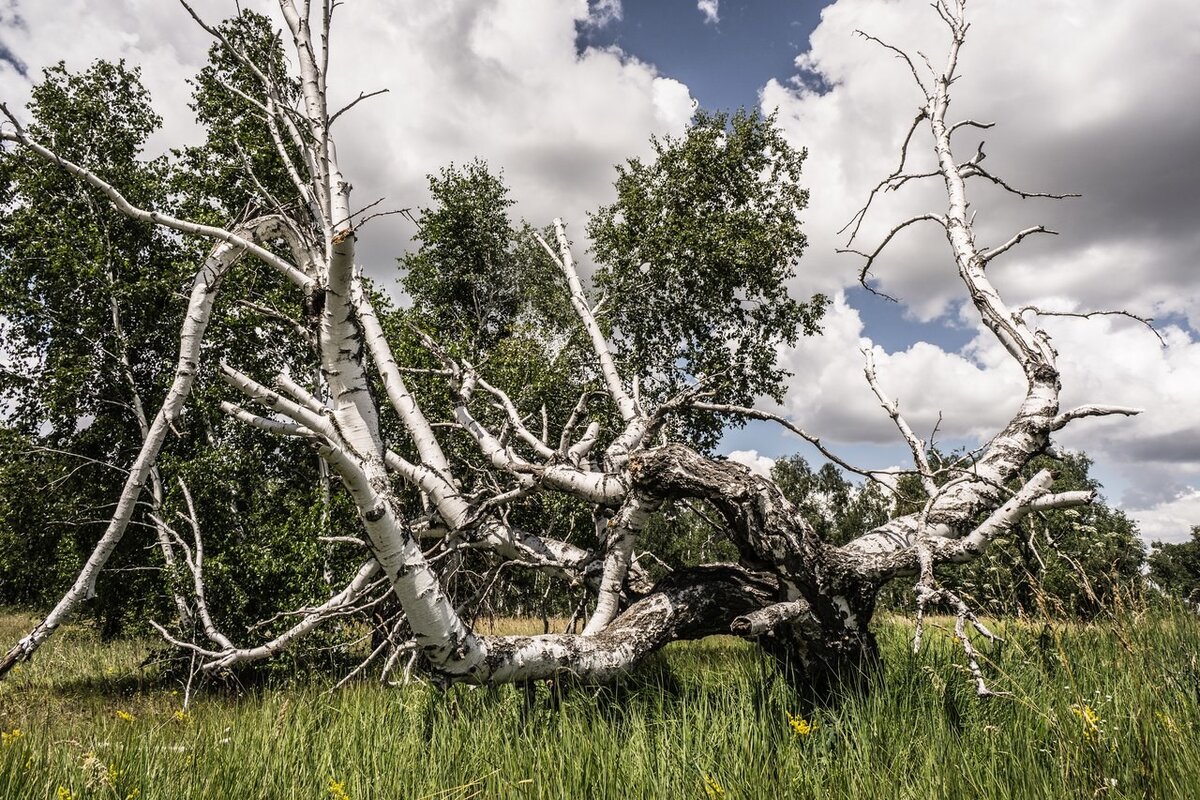 Необычное дерево