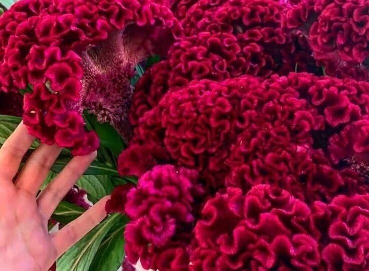 А вам нравятся целлозии?