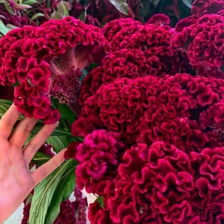 Авторское фото 