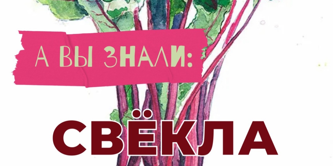СВЁКЛА СВЕКЛА БУРЯК