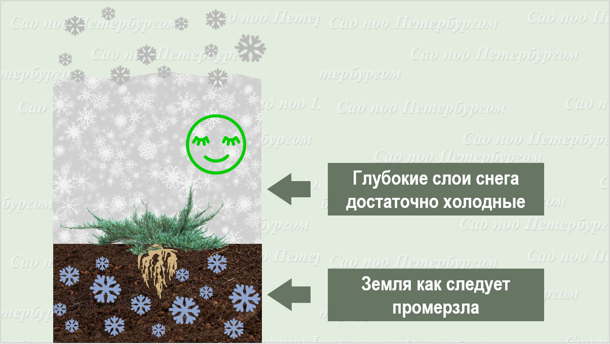Умирают ли растения зимой? — Дивногорье — музей заповедник