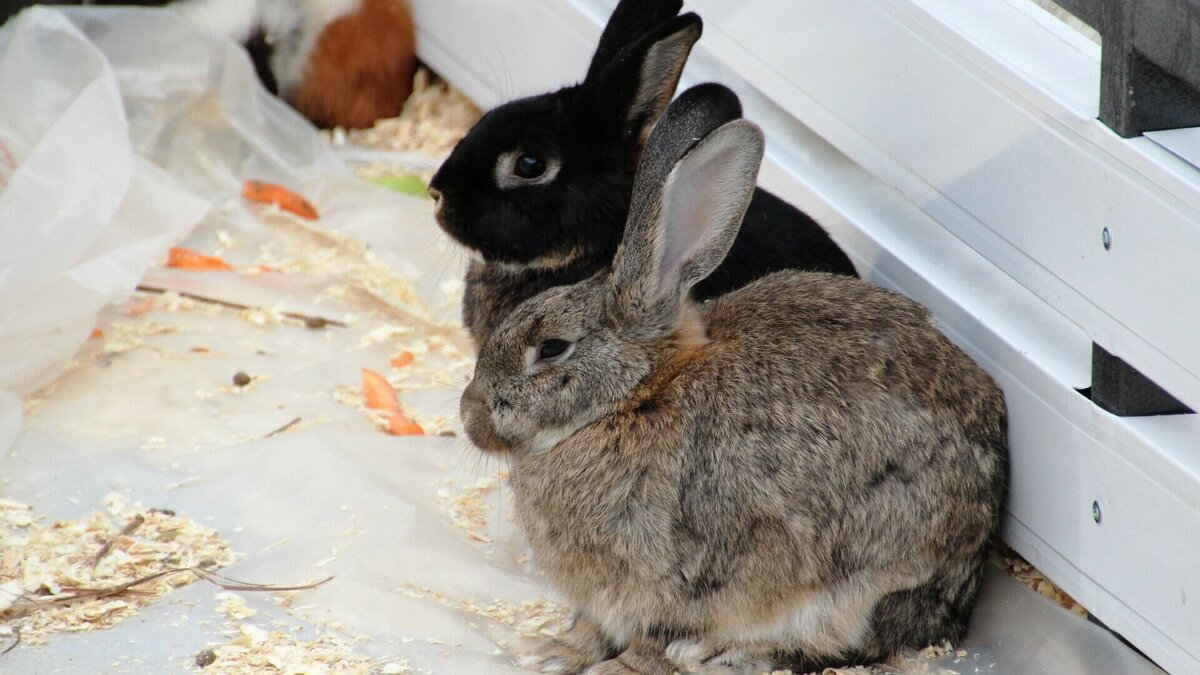     Сегодня тюменцы заметили еще не сменившего окрас зайца в районе Ново-Патрушева. Они сняли его на видео и поделились этим в социальных сетях.