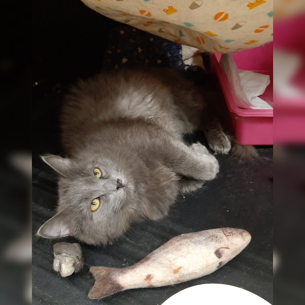 Мотю Пухова нашли на дачных участках , жил на передержке.