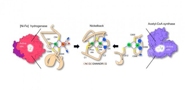 Простой пептид Nickelback стал источником жизни на Земле (картинка из ОИ)