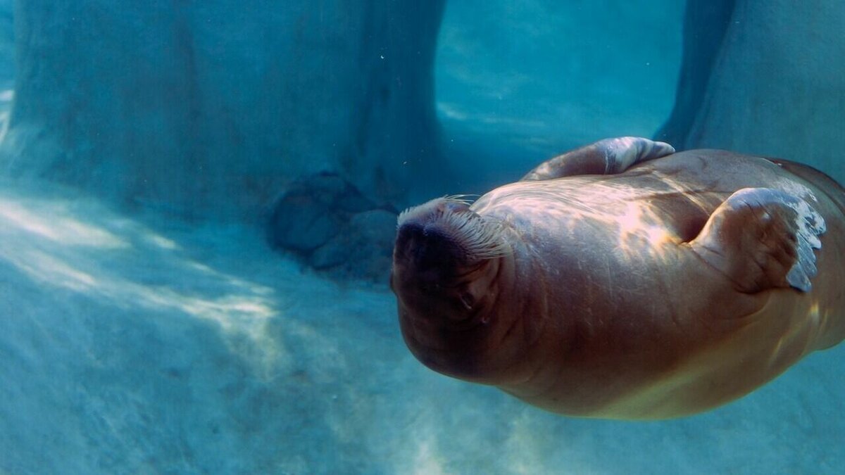     В Ижевском зоопарке еще осенью умерла знаменитая моржиха Несейка, сообщил Гринпис в России. Информацию об этом организации передала общественный инспектор Софья Беляева.