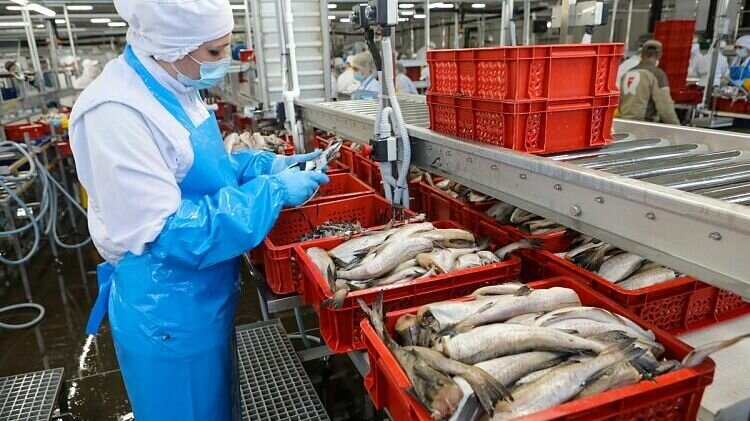     Приморские рыбохозяйственные предприятия с начала 2023 года выловили почти 173 тысячи тонн рыбы. Это почти на три тысячи тонн больше уровня прошлого года, сообщили в пресс-службе правительства края.