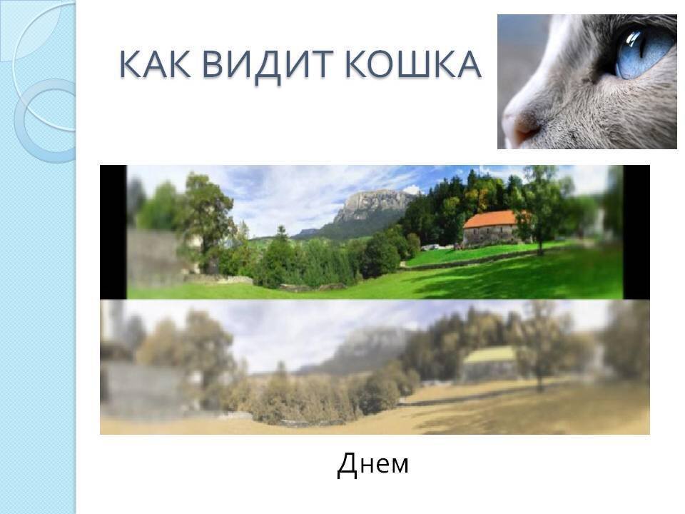 Как коты видят людей фото Какие цвета видят кошки? LapkiStar ❤ Мейн-куны Дзен