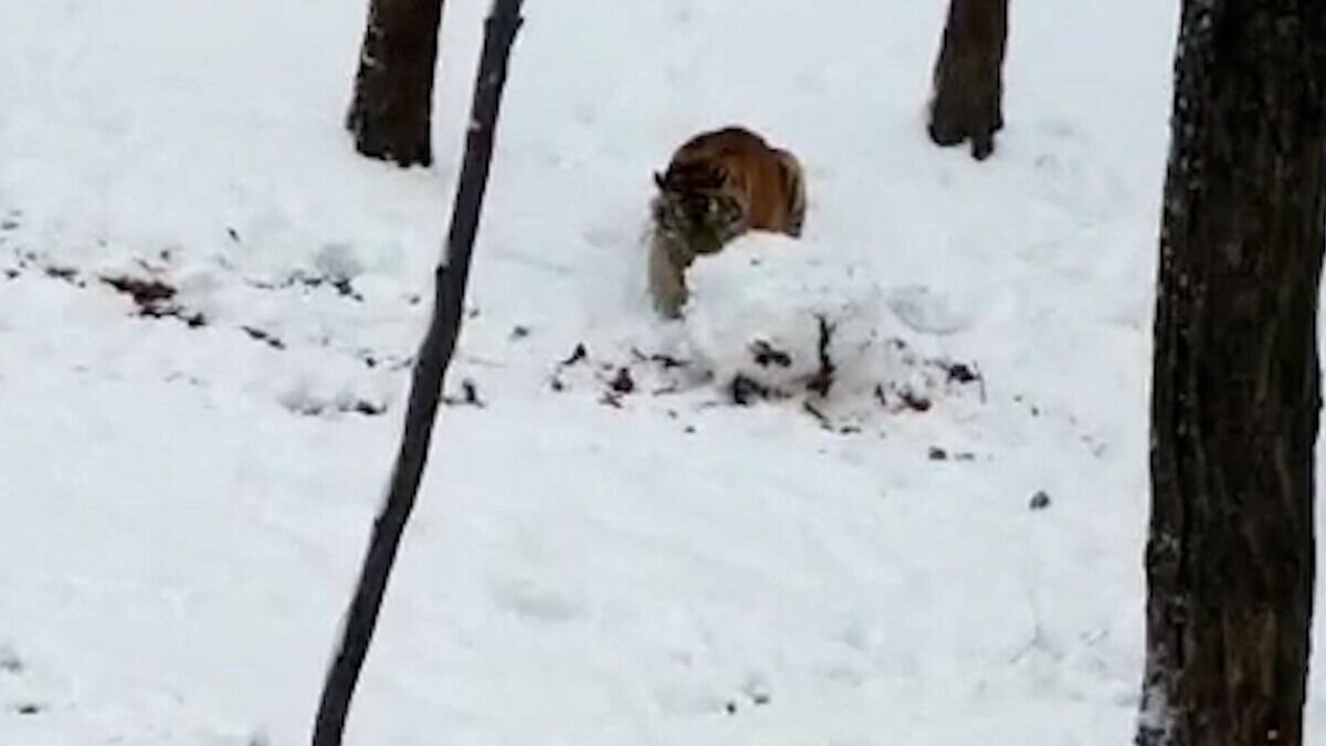    Молодая тигрица Влада слепила снежную бабу© Приморский Сафари-парк
