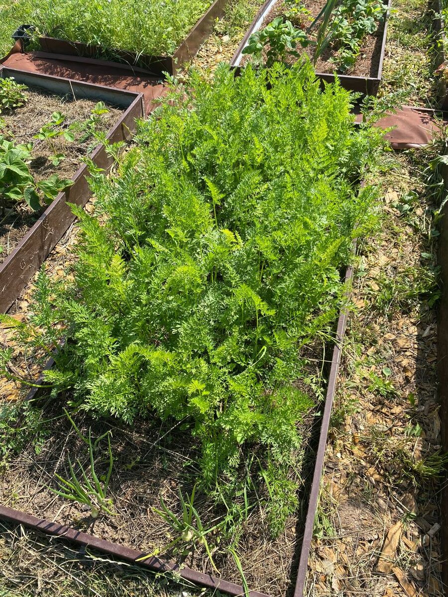 Шикарная морковь подписчицы Дачного агронома 