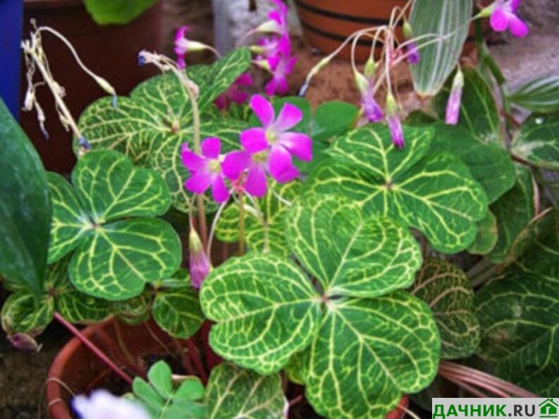 Кислица треугольная / Oxalis triangularis