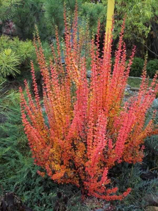 Фото из Яндекс картинки