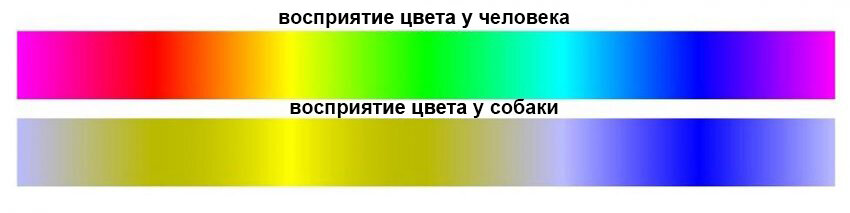 Как видят собаки фото