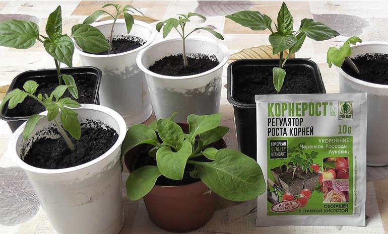 Корнерост регулятор роста корней наращивает корневую массу рассады
