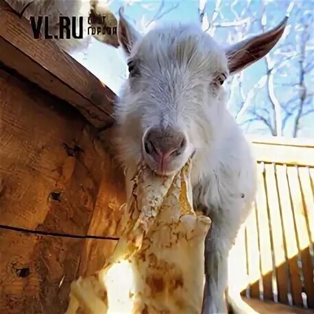 Фото из открытого доступа