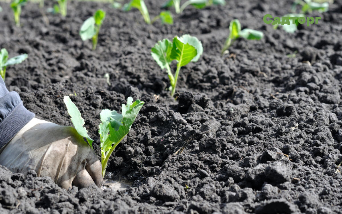 Автор и правообладатель данного изображения: https://prostayaferma.ru/rassada-cvetnoj-kapusty-kak-i-kogda-sazat-vyrasivanie-2/