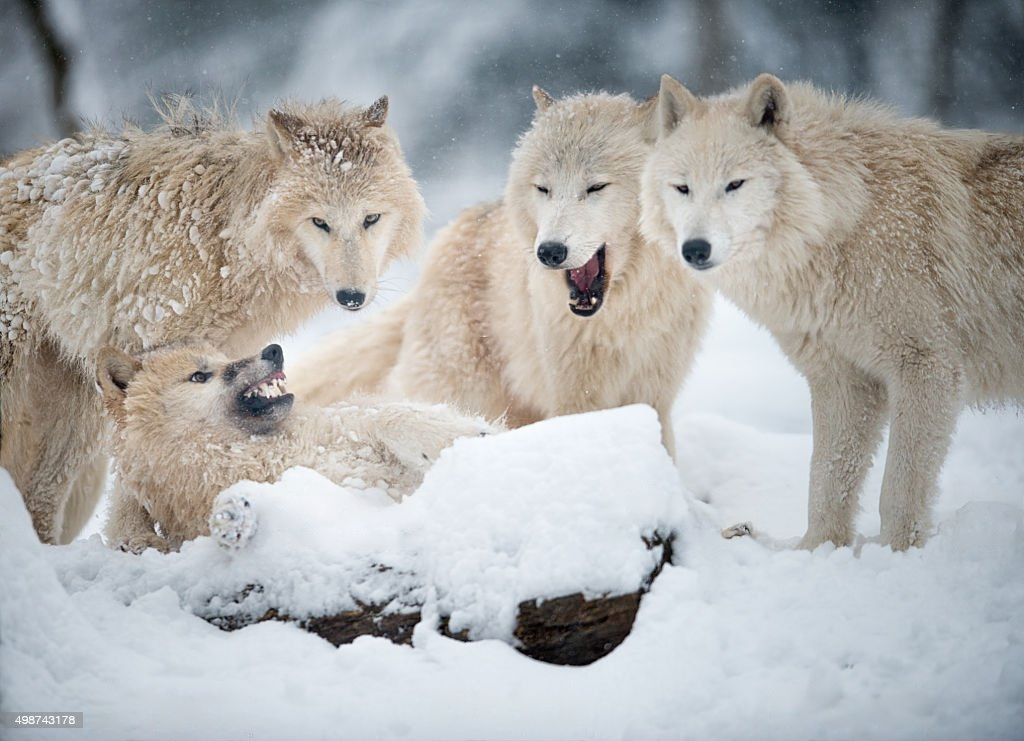 Staya. Тундровый Арктический волк. Arctic Wolf (Арктический волк). Волк Полярный тундровой. Тундровый волк и Полярный волк.