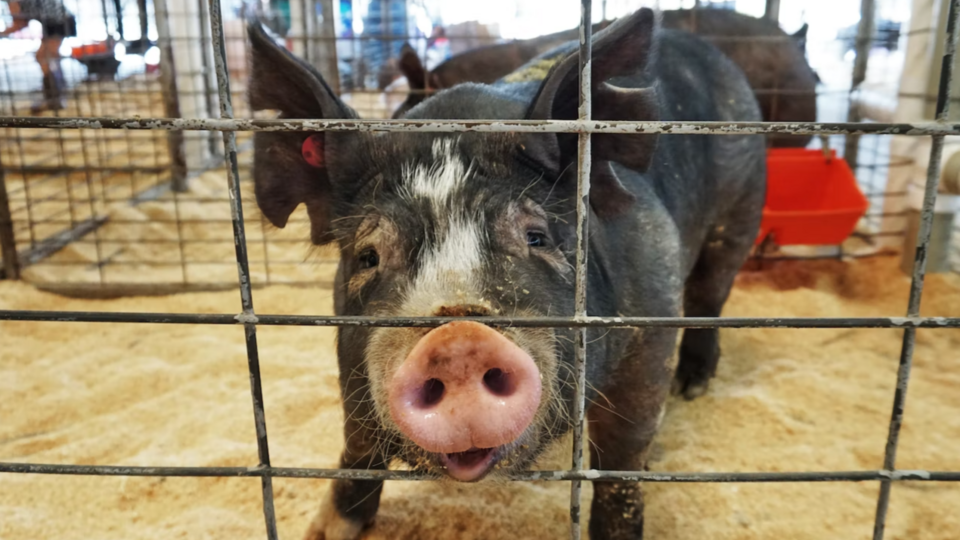     СМИ: канадские суперсвиньи могут атаковать США unsplash/ Robert Linder