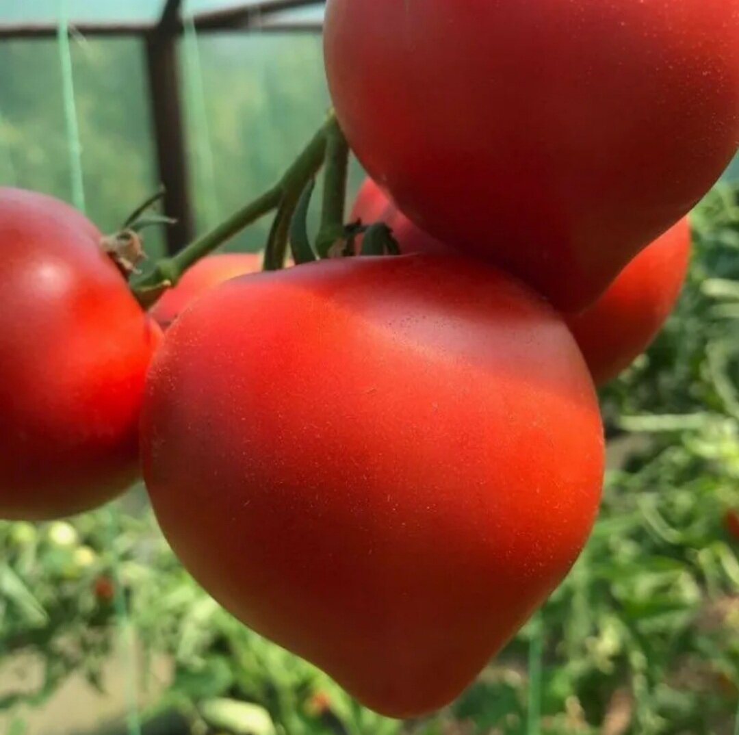 виды помидоров название фото