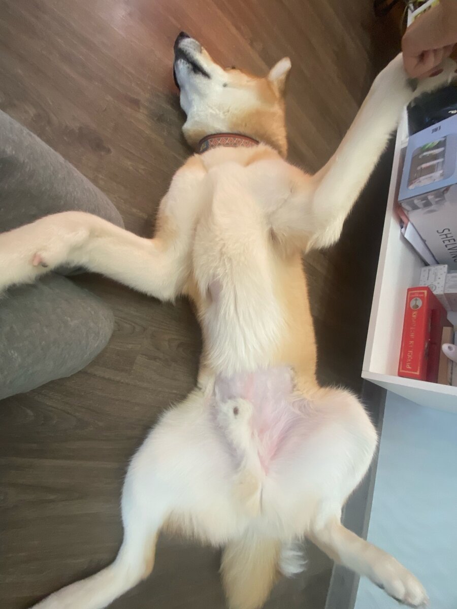 Теперь лысое пузо и грудь, не собака, а ощипанная курица, довыпендривался