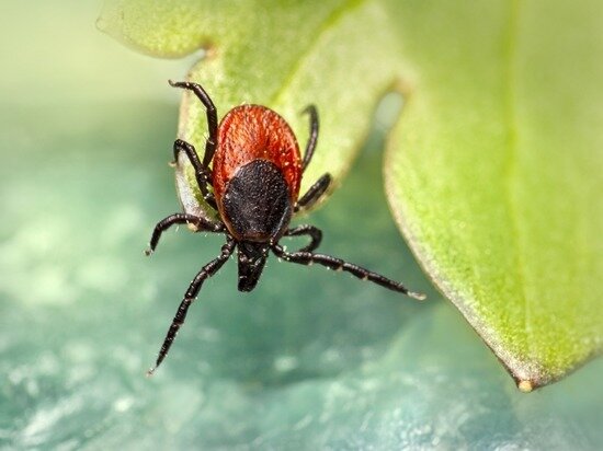     Фото: Pixabay.com