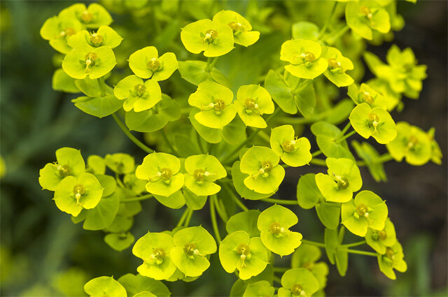 Молочай Euphorbia seguieriana