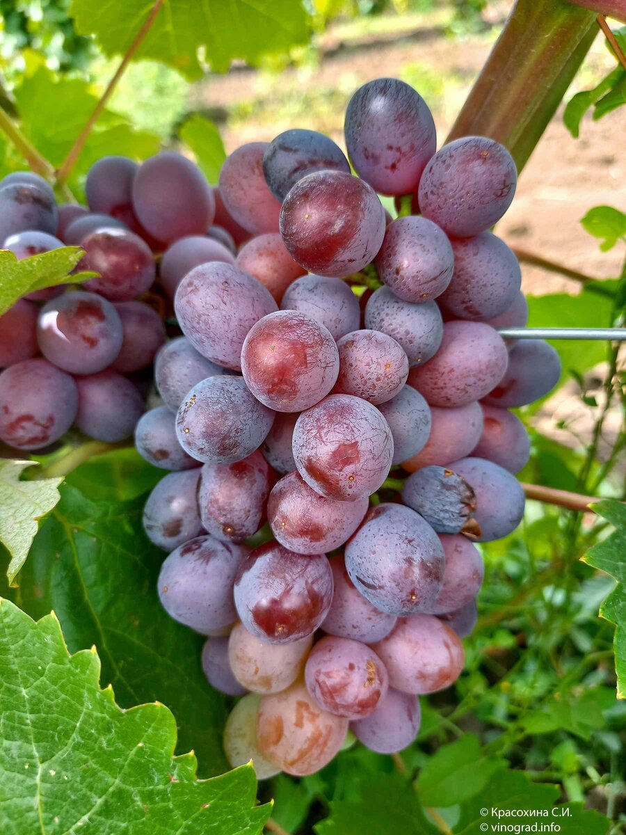 Позаимствовала фото у Светланы Красохиной, своего, по понятным причинам, пока нет