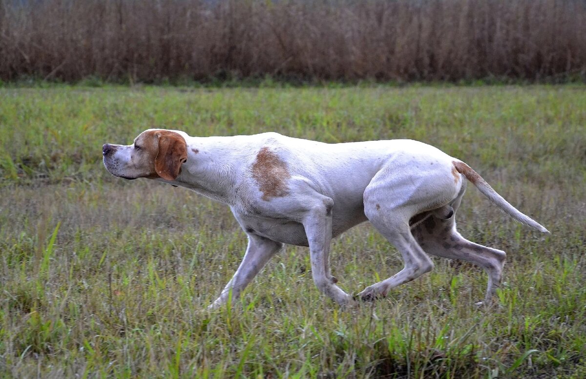 Охота с английским пойнтером.