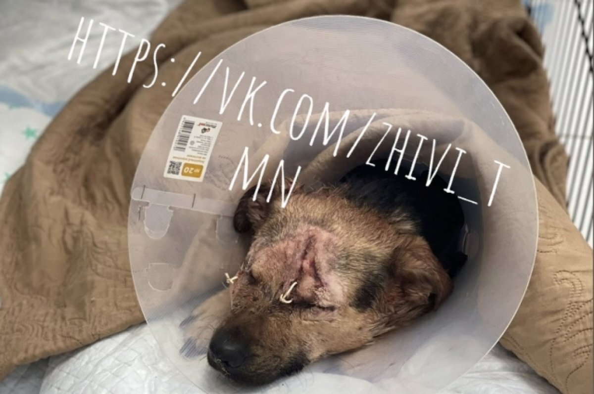    Тюменца, разрубившего собаке голову, ждет суд