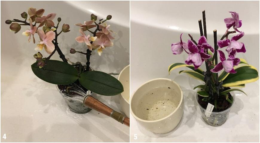 Орхидея в коре полив