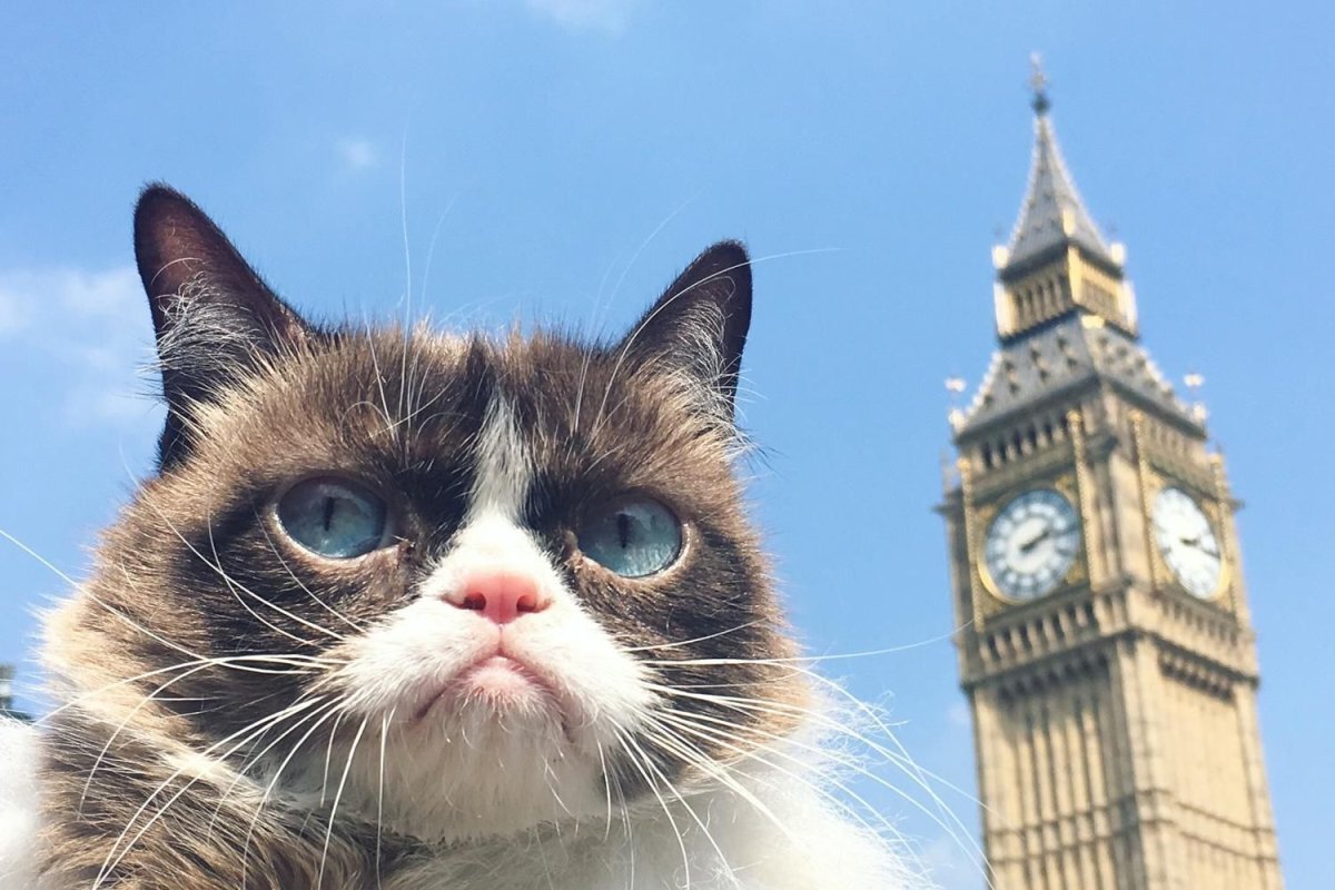 В Англии кошек используют по назначению для охраны зернохранилищ и прочих пищевых складов, их вполне официально ставят на довольствие. Кошки также охраняют от мышей книги и другие реликвии Британского музея. А в Австрии кошке, прослужившей на охране складов несколько лет, положена пожизненная пенсия, выдаваемая продуктами: молоком, мясом или бульоном.