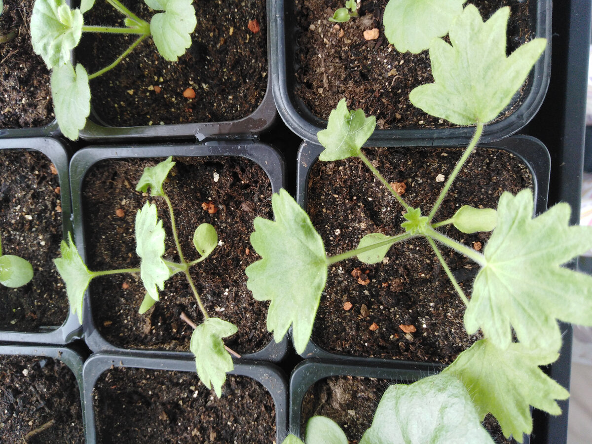 Пеларгонии звездчатые