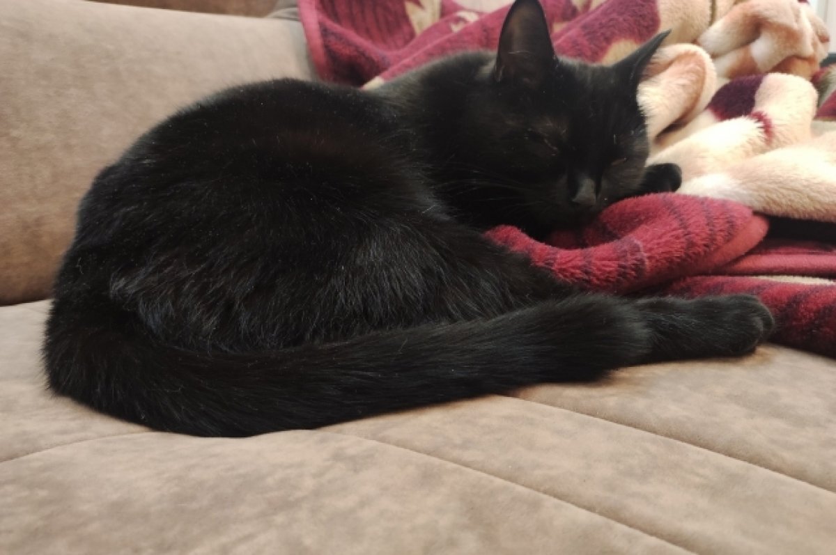    Пензастат рассказал, во сколько обходится еда для кошек