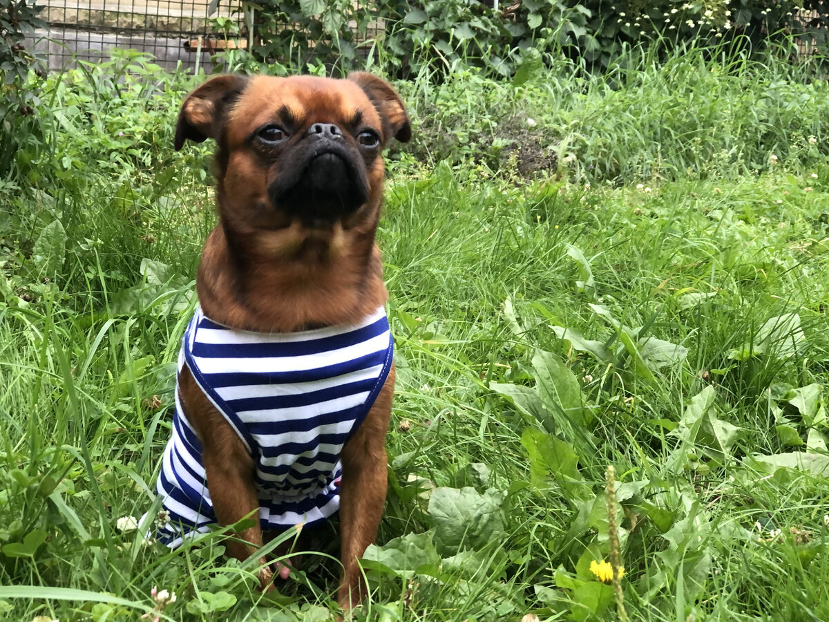 щпти-брабансона