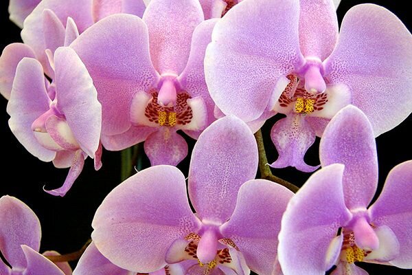 Фотообои цветы | Ветка розовой орхидеи над водой фото обои цветы flowers купить | биржевые-записки.рф
