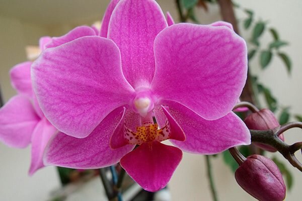 Розовые орхидеи: феноменальный сорт фаленопсиса «Розовый дракон»
