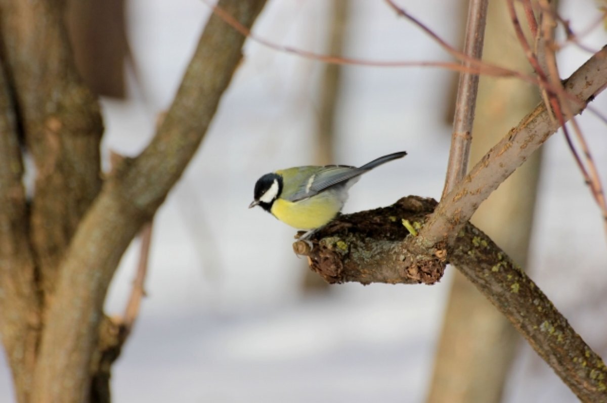    В Туле 2 марта ожидается облачная погода и порывистый ветер