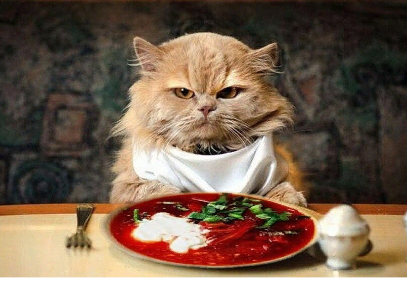 Кушай мем. Кот иди кушать. Употребление пищи. Идем кушать. Идем кушать.