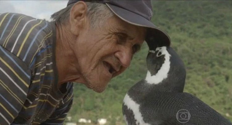 Кто бы мог подумать, что пингвин будет проплывать ежегодно более восьми тысяч километров ради встречи с каменщиком, который спас его от гибели.-6