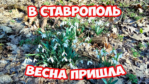 Весна пришла в Ставрополь! Первые весенние деньки на Ставрополье. Первые подснежники в лесу Ставрополя